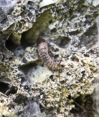 Allacrotelsa spinulata