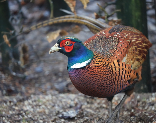 Faisán vulgar (Phasianus colchicus)