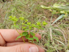 Euphorbia spathulata