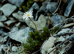 Celmisia lateralis lateralis