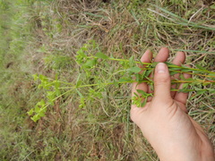 Euphorbia spathulata
