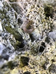 Allacrotelsa spinulata