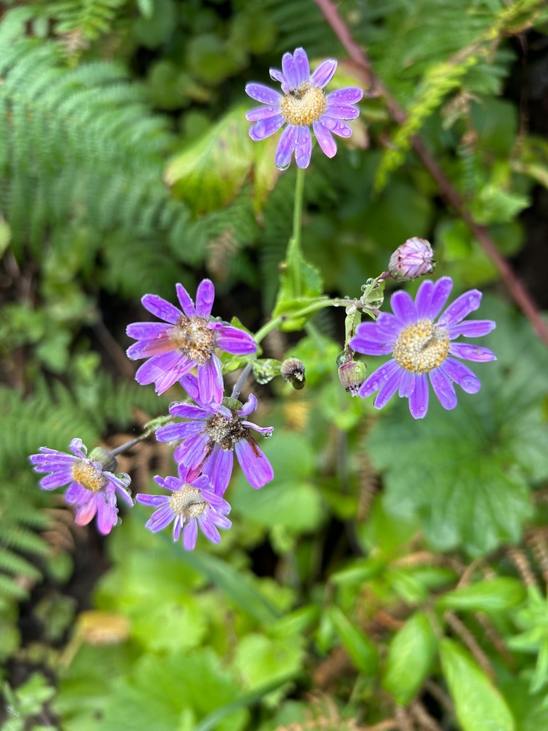 Pericallis tussilaginis
