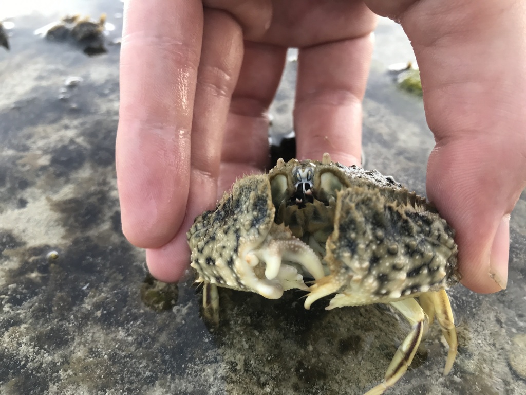 Smooth box crab