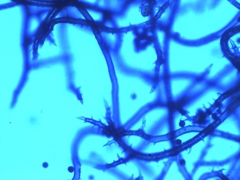 Mycenastrum corium