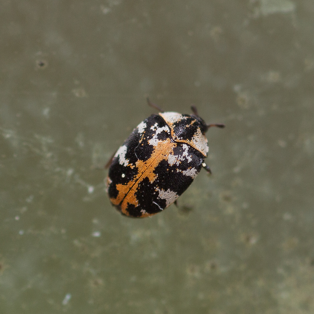 Common Carpet Beetle in May 2023 by Павел Кунгуров · iNaturalist