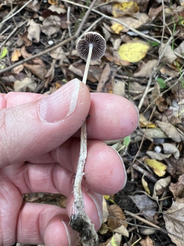 Psathyrella (Photo 2 of 6)