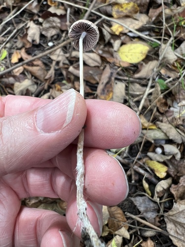 Psathyrella (Photo 3 of 6)