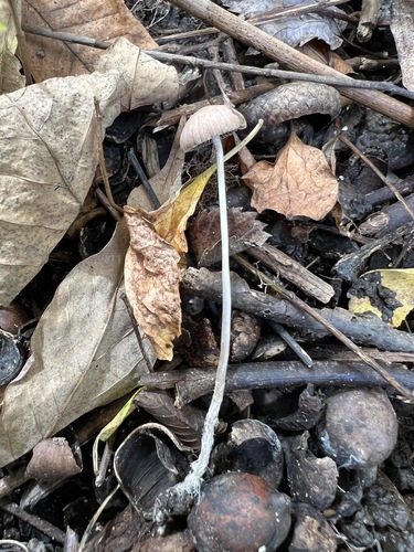 Psathyrella