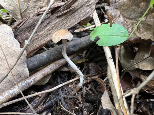 Psathyrella (Photo 4 of 6)
