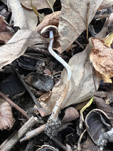 Psathyrella (Photo 5 of 6)