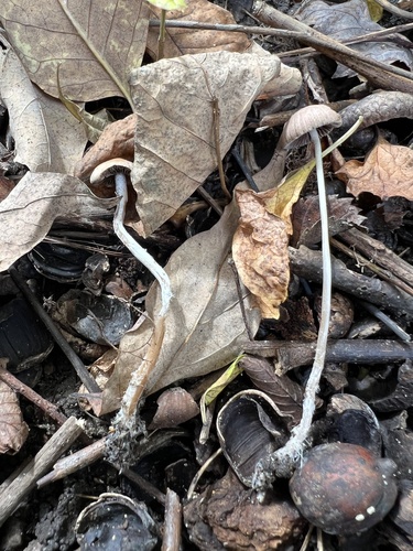 Psathyrella (Photo 6 of 6)