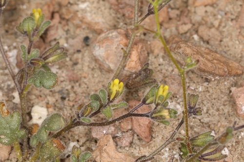 Image of Phacelia inyoensis by (c) Steve Matson, some rights reserved (CC BY)