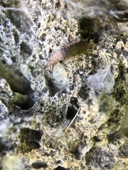 Allacrotelsa spinulata