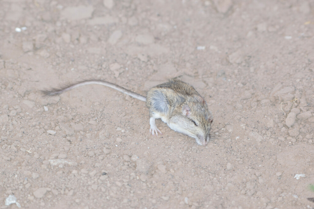 Baja Pocket Mouse
