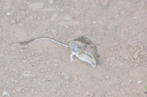 Peninsular Pocket Mouse (Chaetodipus rudinoris)