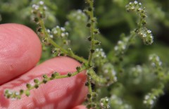 Johnstonella micromeres