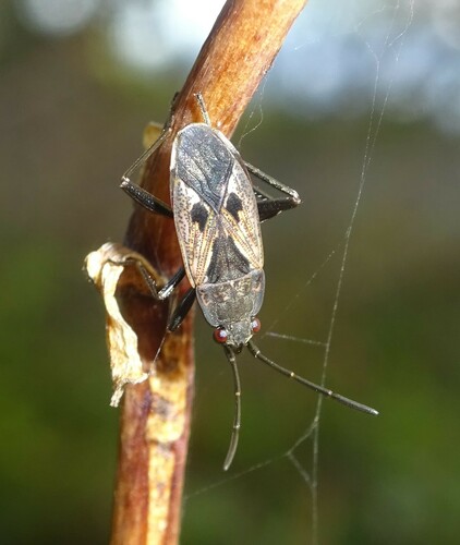 Photo of black-spotted groundbug (Rhyparochromus pini)