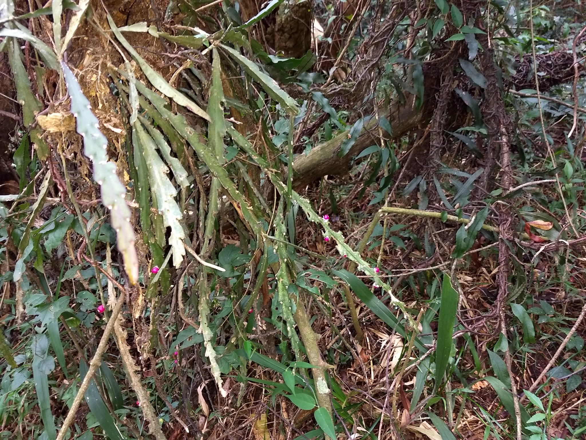 Lepismium cruciforme