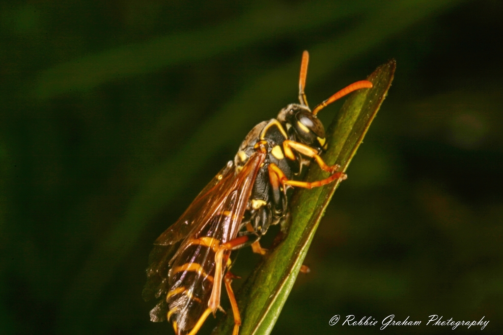 Asian Paper Wasp from 141 State Highway 1, Waitahanui 3378, New Zealand ...