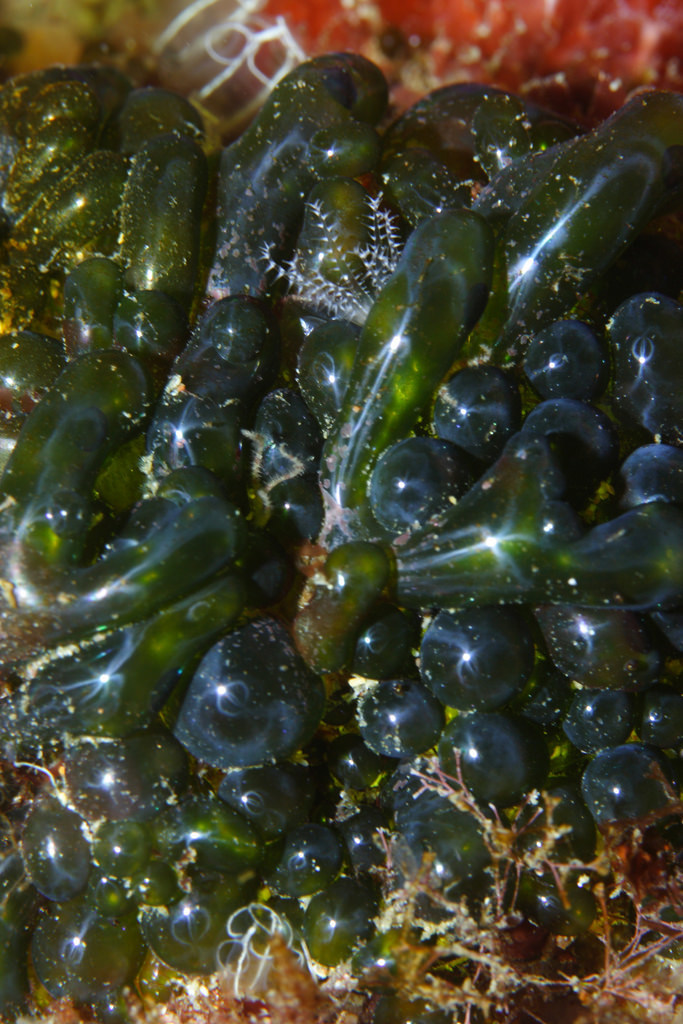 Sea Tube