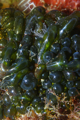 Representative image of Valonia utricularis