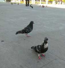 Columba livia domestica