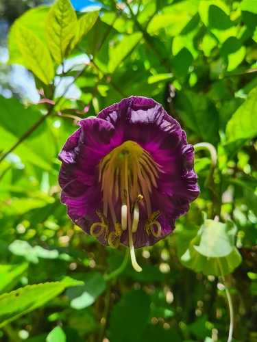 Foto de Sino-de-jardim