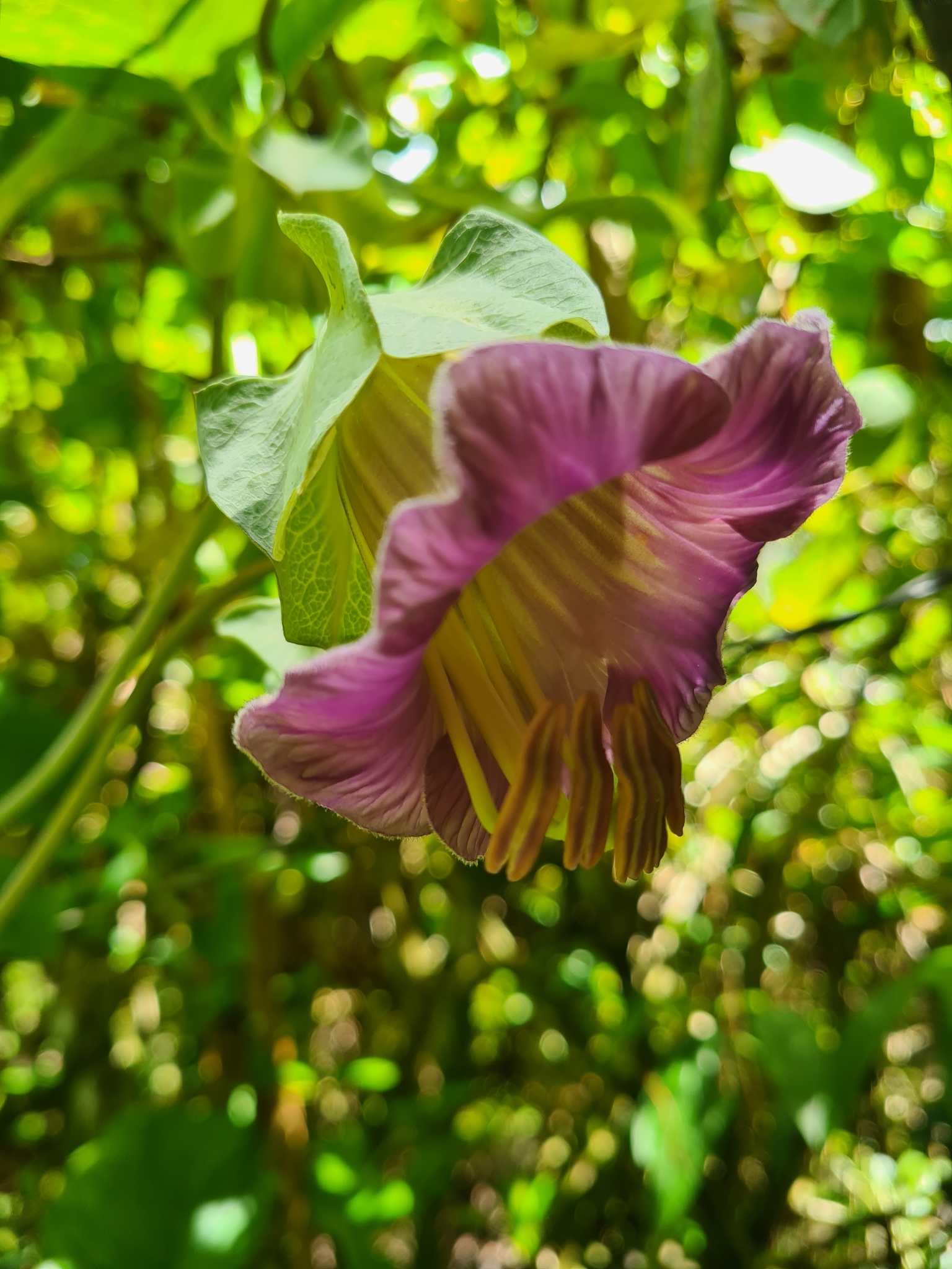 Imagem de Sino-de-jardim