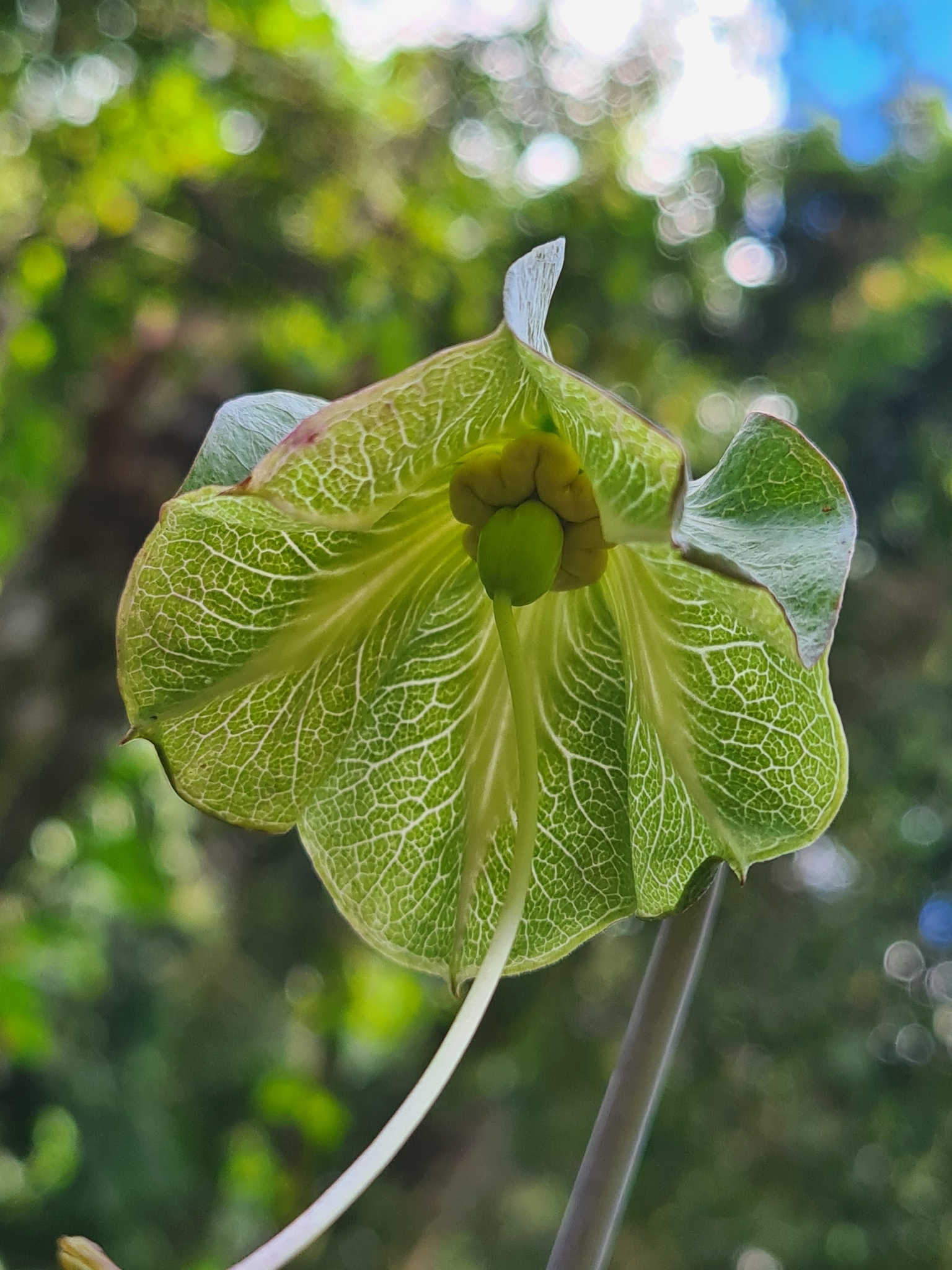 Imagem de Sino-de-jardim