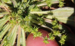 Chorizanthe procumbens