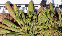 Chorizanthe procumbens