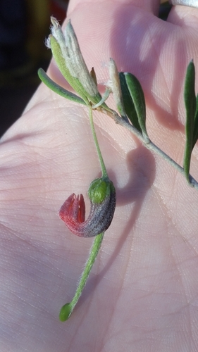 Grevillea montana, photograph 3