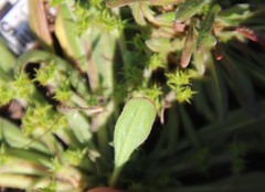 Chorizanthe procumbens