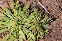 Chorizanthe procumbens