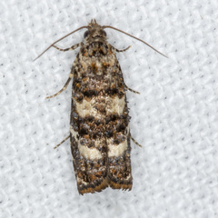 Scolioplecta comptana