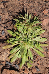 Chorizanthe procumbens