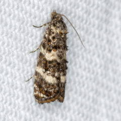 Scolioplecta comptana