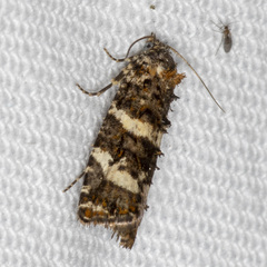 Scolioplecta comptana