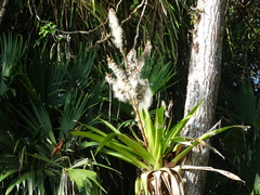 Werauhia