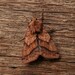 Purple-lined Sallow - Photo (c) bobsaunders, some rights reserved (CC BY-NC)