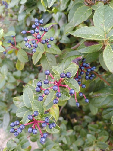 Foto de Laurustinus