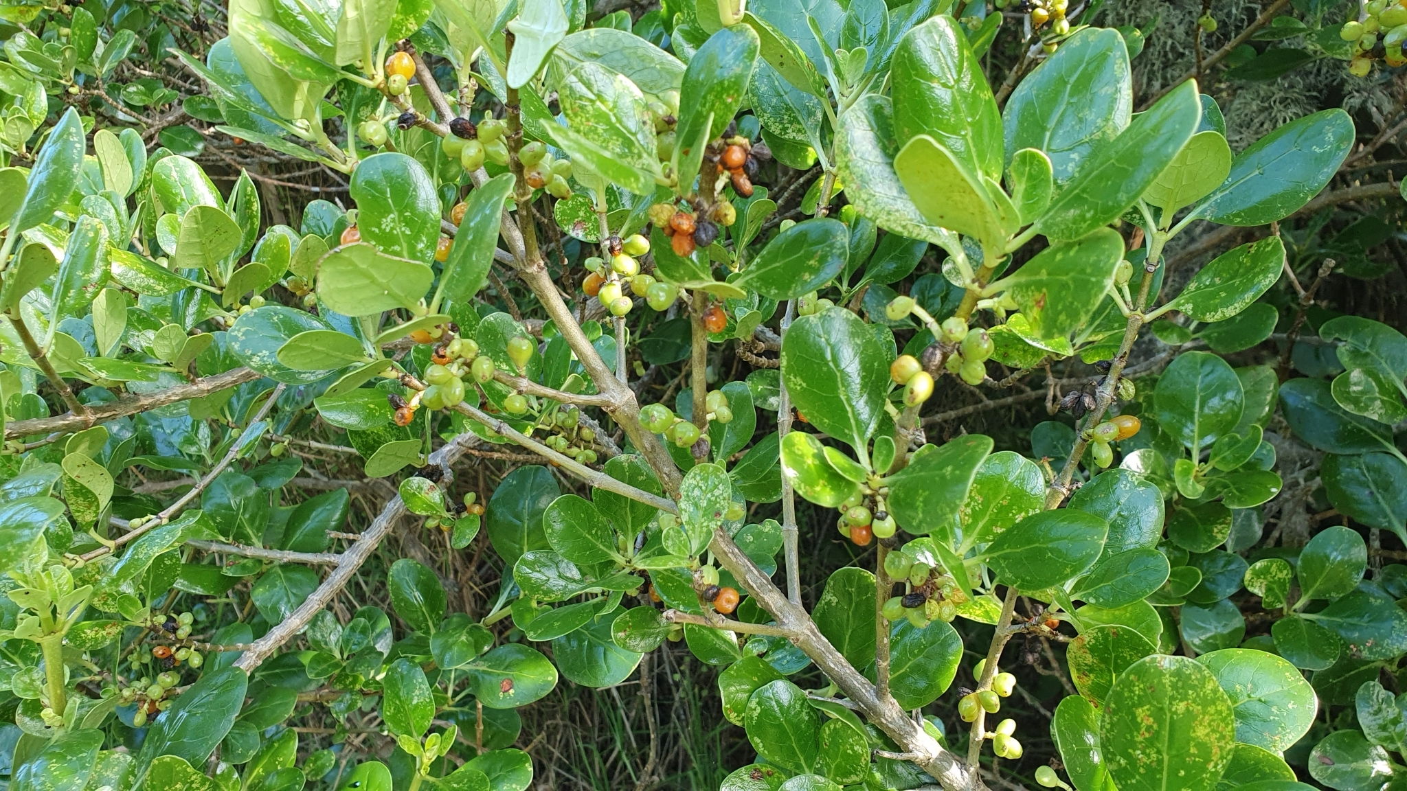 Imagem de coprosma