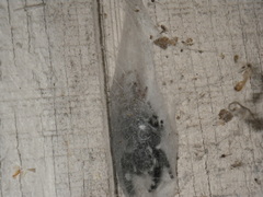 Phidippus audax