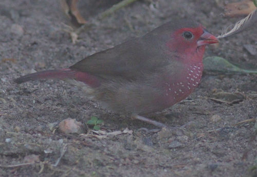 Bar-breasted Firefinch (Lagonosticta rufopicta), photo 9