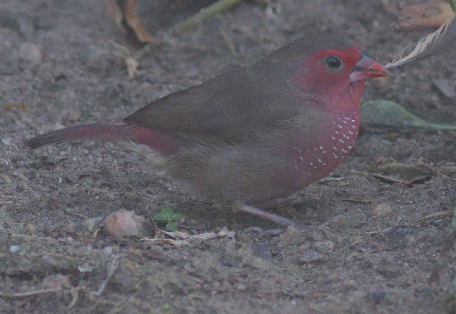 Bar-breasted Firefinch (Lagonosticta rufopicta), photo 4