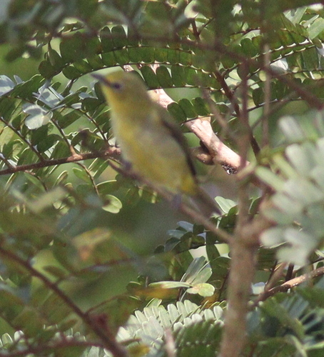 Northern Yellow White-eye (Zosterops senegalensis), photo 9