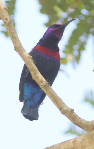 Splendid Sunbird (Cinnyris coccinigastrus), photo 10