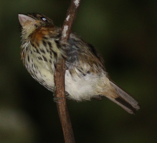 Rufous-sided Broadbill (Smithornis rufolateralis), photo 7