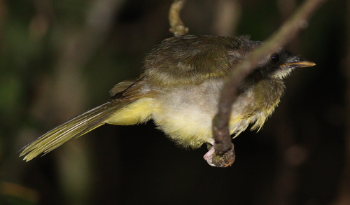 Grey-headed Bristlebill (Bleda canicapillus), photo 2